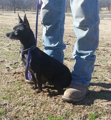 Chihuahua Dogs for adoption in Tuttle, OK, USA