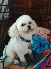 Maltipoo Dogs for adoption in San Antonio, TX, USA