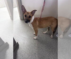 Carolina Dog-Labrador Retriever Mix Dogs for adoption in Pasadena, TX, USA