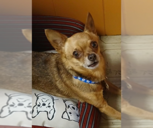 Chihuahua-Unknown Mix Dogs for adoption in Cranston, RI, USA