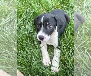 Mutt Dogs for adoption in Hillsboro, MO, USA