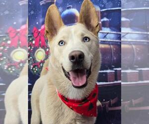 Mutt Dogs for adoption in Kankakee, IL, USA