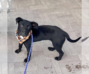 Border Collie-Unknown Mix Dogs for adoption in Overland Park, KS, USA