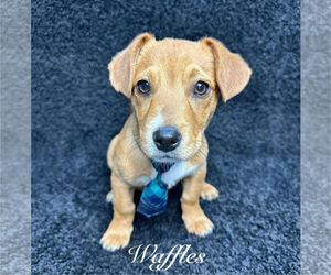 Dachshund-Unknown Mix Dogs for adoption in Grafton, WI, USA