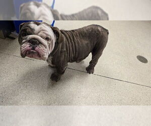 Bulldog-Unknown Mix Dogs for adoption in Riverside, CA, USA