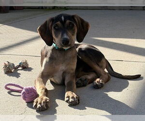 Unknown-Vizsla Mix Dogs for adoption in Santa Cruz, CA, USA