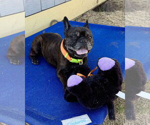 French Bulldog Dogs for adoption in Dumont, NJ, USA