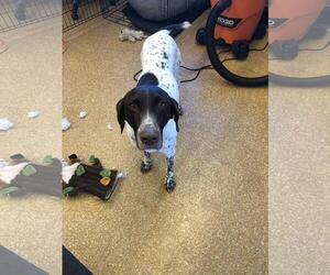 German Shorthaired Pointer Dogs for adoption in Los Banos, CA, USA