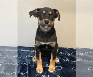 Siberian Husky Dogs for adoption in Aurora, IN, USA