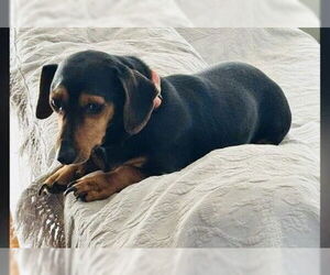 Dachshund-Unknown Mix Dogs for adoption in Rockaway, NJ, USA