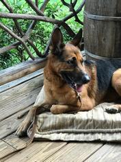 German Shepherd Dog Dogs for adoption in Ellijay, GA, USA