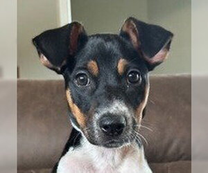 Mutt Dogs for adoption in Canton, CT, USA