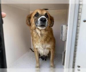 Border-Aussie Dogs for adoption in Houston, TX, USA