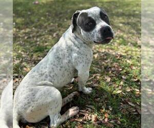 American Pit Bull Terrier-Unknown Mix Dogs for adoption in Texas City, TX, USA