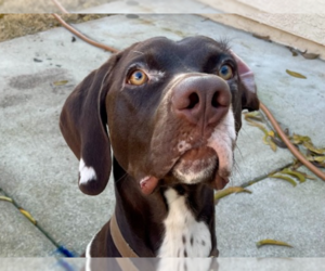 German Shorthaired Pointer Dogs for adoption in Menlo Park, CA, USA