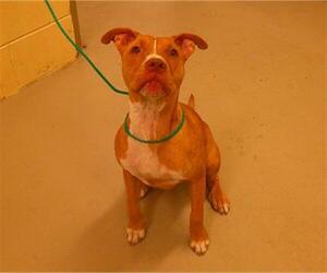 Mutt Dogs for adoption in Sanford, FL, USA