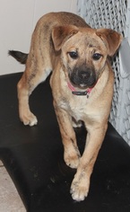 Medium Photo #1 Saint Bernard-Unknown Mix Puppy For Sale in Effort, PA, USA