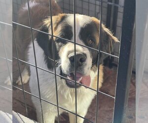 Saint Bernard Dogs for adoption in Vail, AZ, USA