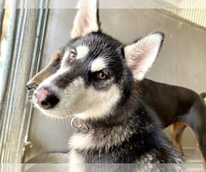 Siberian Husky Dogs for adoption in San Bernardino, CA, USA