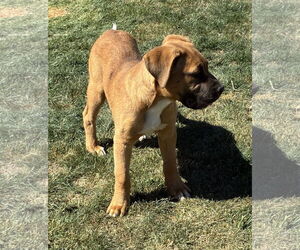 Medium Photo #9 Mutt Puppy For Sale in Hesperia, CA, USA