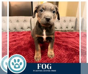 Labrador Retriever-Unknown Mix Dogs for adoption in Kimberton, PA, USA