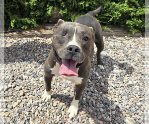 Bulldog Dogs for adoption in Albuquerque, NM, USA