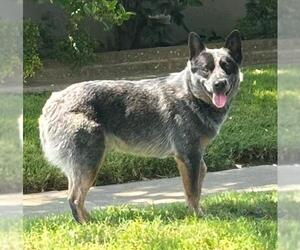 Mutt Dogs for adoption in Lodi, CA, USA