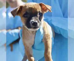 Mutt Dogs for adoption in San Antonio, TX, USA