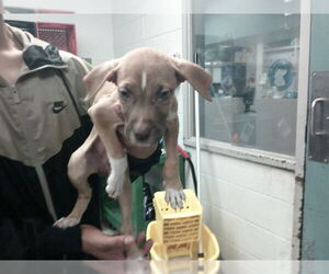 American Pit Bull Terrier-Unknown Mix Dogs for adoption in Oklahoma City, OK, USA