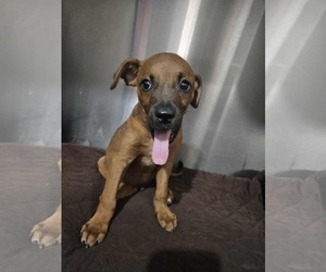 Boxer-Unknown Mix Dogs for adoption in El Centro, CA, USA