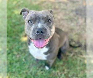 American Pit Bull Terrier Dogs for adoption in Riverside, CA, USA