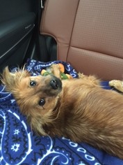 Dameranian Dogs for adoption in Doylestown, PA, USA