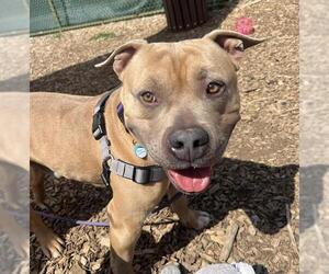 American Bulldog Dogs for adoption in Waterford, VA, USA