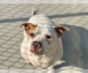 Mutt Dogs for adoption in Tulsa, OK, USA