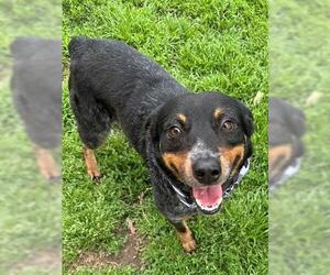 Mutt Dogs for adoption in Tulsa, OK, USA