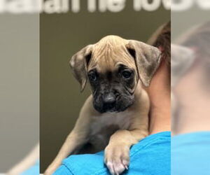 Boxer Dogs for adoption in Salinas, CA, USA