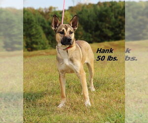 Mutt Dogs for adoption in Shelburne, VT, USA