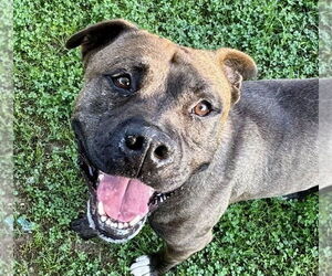 American Pit Bull Terrier-Unknown Mix Dogs for adoption in Millersville, MD, USA