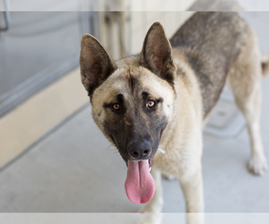 Akita Dogs for adoption in Martinez, CA, USA