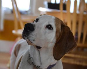 Coonhound Dogs for adoption in Chicopee, MA, USA