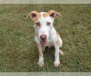 Borador Dogs for adoption in Texas City, TX, USA