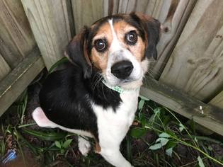 Beagle-Unknown Mix Dogs for adoption in DeLand, FL, USA