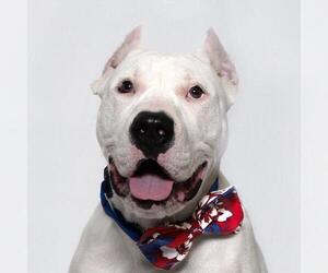 Mutt Dogs for adoption in Santa Maria, CA, USA