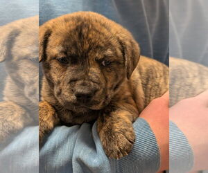 Medium Photo #7 American Staffordshire Terrier-Unknown Mix Puppy For Sale in Holly Springs, NC, USA
