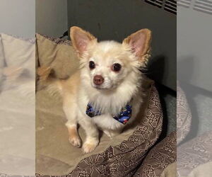 Chihuahua Dogs for adoption in Alexander, AR, USA