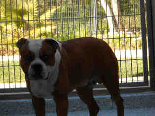 Bulloxer Dogs for adoption in Long Beach, CA, USA