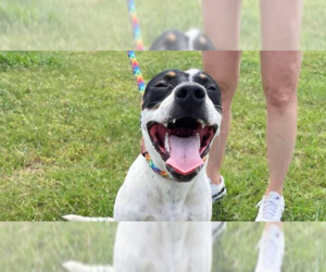Mutt Dogs for adoption in Abbeville, LA, USA