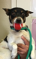 Jack Russell Terrier Dogs for adoption in Amarillo, TX, USA