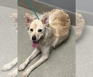 Border Collie-Unknown Mix Dogs for adoption in Las Vegas, NV, USA
