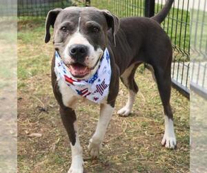 American Staffordshire Terrier-Unknown Mix Dogs for adoption in San Antonio, TX, USA